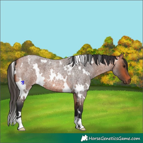 Horse Color:White Spotted Bay Roan