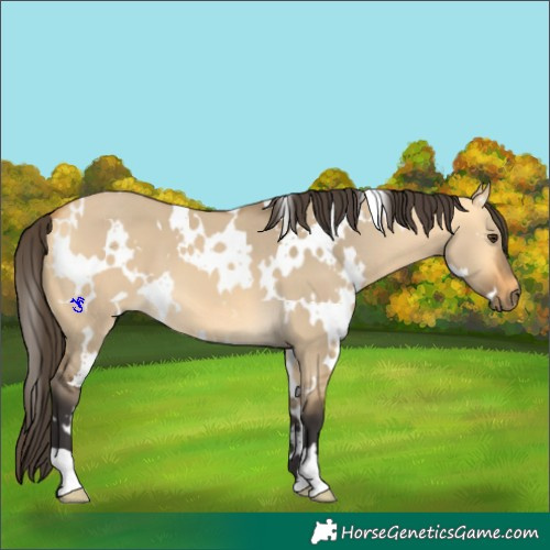 Horse Color:White Spotted Buckskin Dun