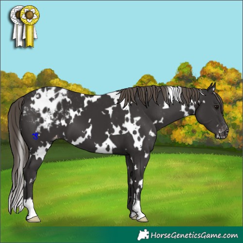 Horse Color:White Spotted Smoky Black Appaloosa