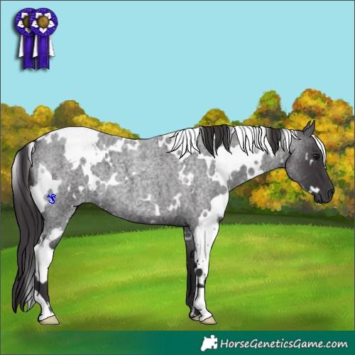 Horse Color:White Spotted Smoky Blue Roan