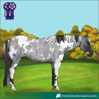 Horse Color:White Spotted Smoky Blue Roan 