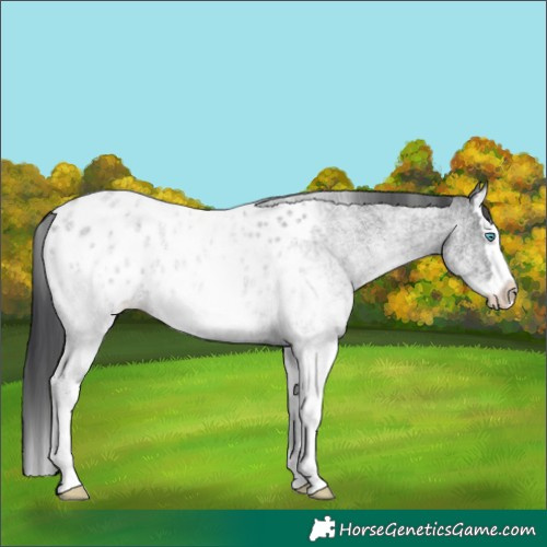 Horse Color:White Spotted Blue Roan Splash Appaloosa