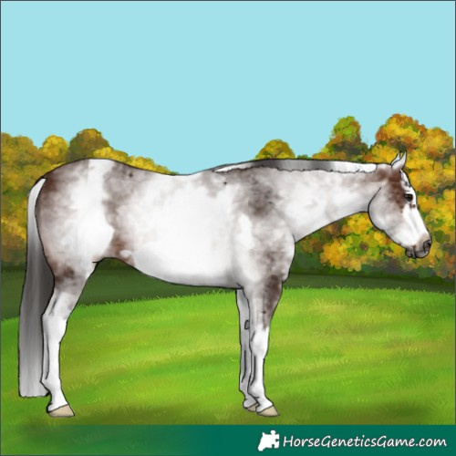 Horse Color:Gray White Spotted Bay Splash Frame 