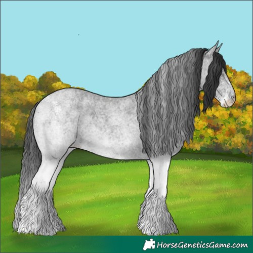 Horse Color:White Spotted Blue Roan