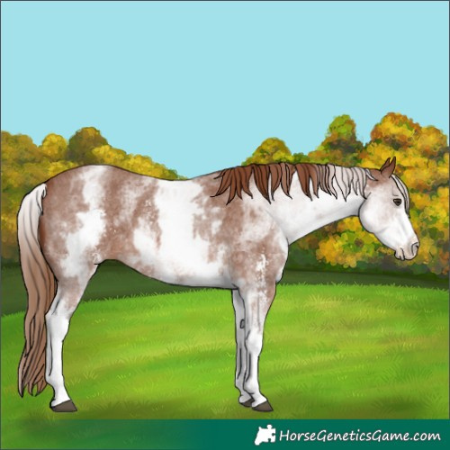 Horse Color:White Spotted Chestnut Sabino