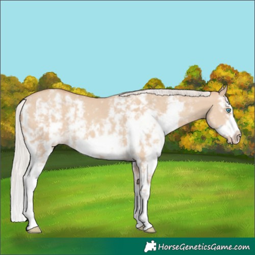 Horse Color:Silver Classic Champagne Dun Sabino Splash Frame Rabicano