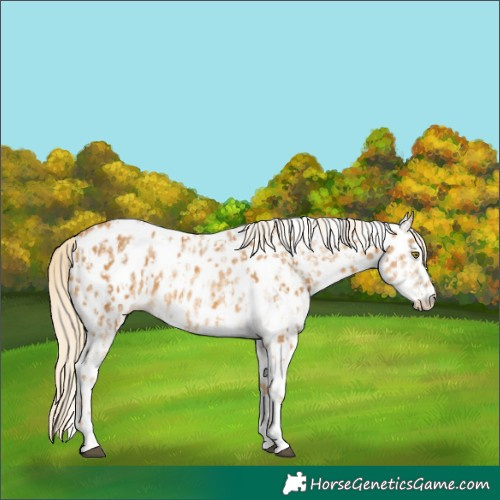 Horse Color:Palomino Appaloosa and White Spotted Palomino Appaloosa
