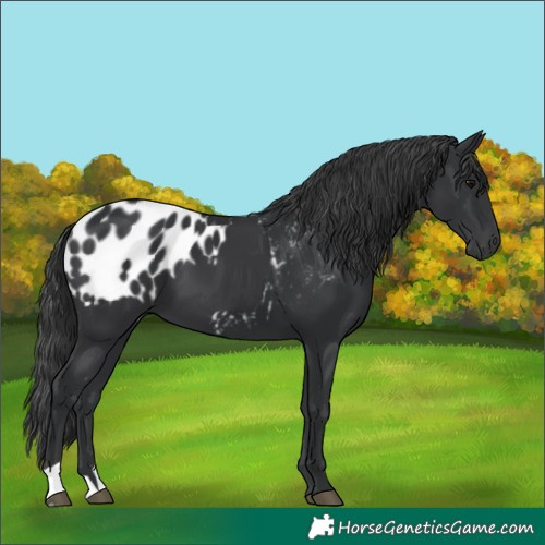 Horse Color:Black  and Black Appaloosa 