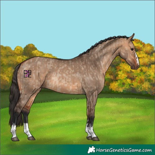 Horse Color:Bay Dun  and Bay Dun 