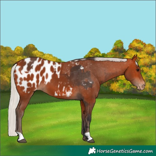 Horse Color:Bay Appaloosa  and Silver Bay Appaloosa 