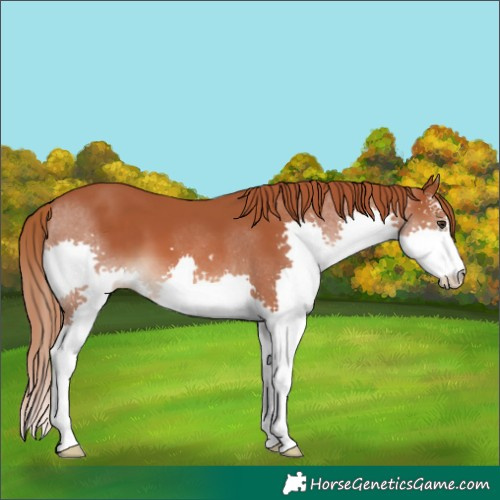 Horse Color:Chestnut Sabino Splash