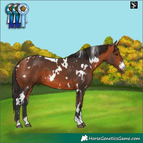 Horse Color:White Spotted Bay Sabino 