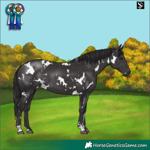 Horse Color:White Spotted Smoky Black