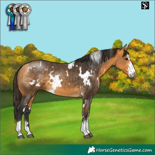 Horse Color:White Spotted Buckskin Sabino 