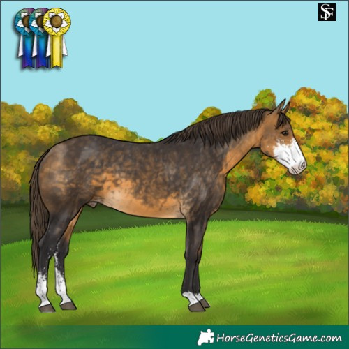 Horse Color:Buckskin Sabino Varnish 