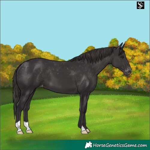 Horse Color:Smoky Black Appaloosa 