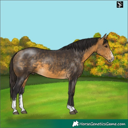 Horse Color:Buckskin Sabino