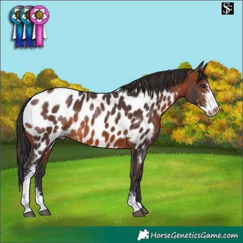 Horse Color:Brown Sabino Near Leopard