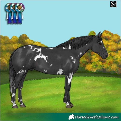 Horse Color:White Spotted Black