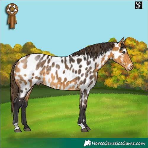 Horse Color:Buckskin Appaloosa
