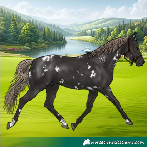 Horse Color:White Spotted Liver Chestnut