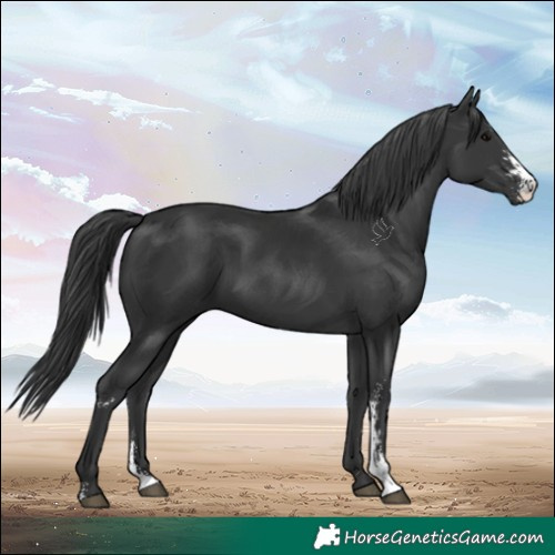 Horse Color:Black Sabino 