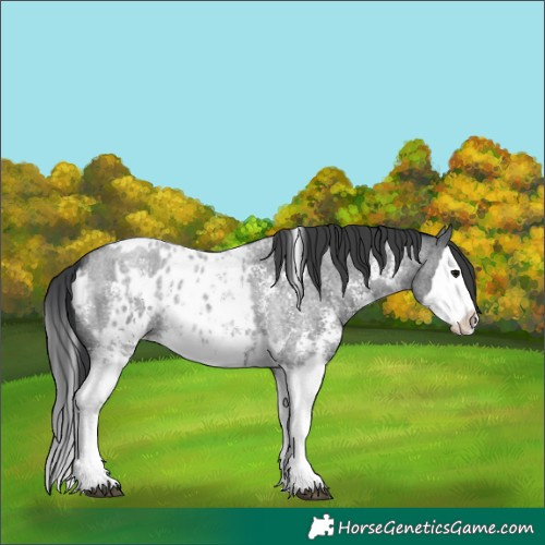 Horse Color:Blue Roan Sabino Splash  and Blue Roan Sabino Splash Appaloosa 
