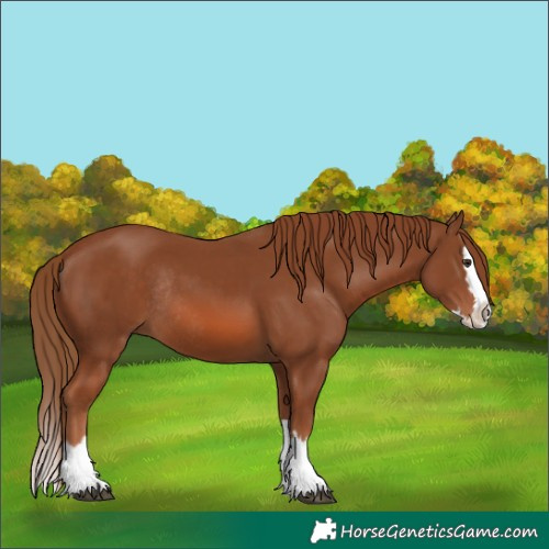 Horse Color:Chestnut Splash Rabicano 