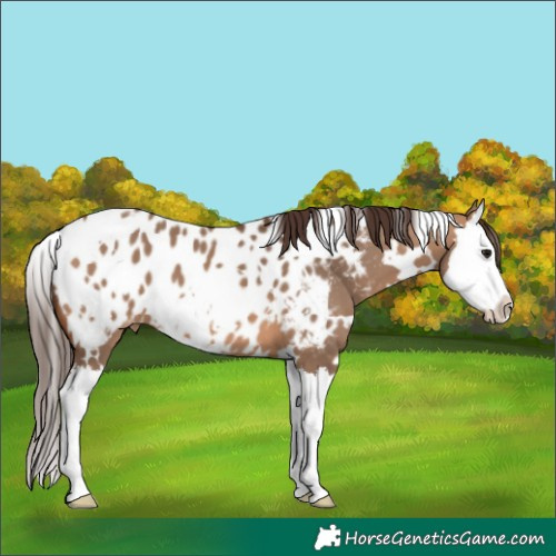 Horse Color:White Spotted Bay Dun Splash Appaloosa