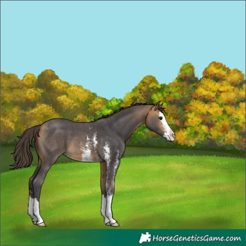 Horse Color:Buckskin Sabino Splash 