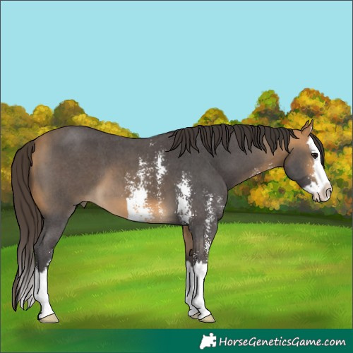 Horse Color:Buckskin Sabino Splash