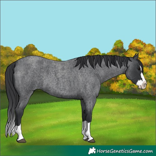 Horse Color:Blue Roan Splash 