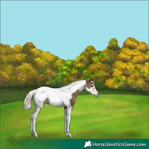 Horse Color:Silver Black Tobiano Frame