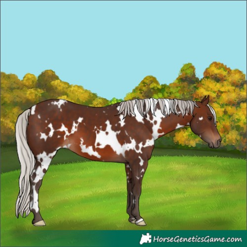 Horse Color:White Spotted Silver Brown
