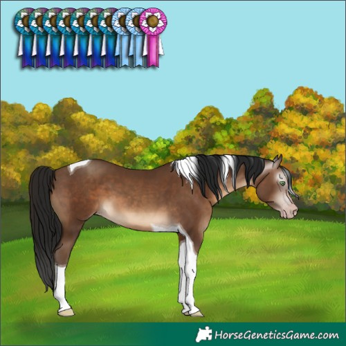 Horse Color:Gray Sable Champagne Tobiano