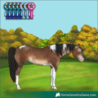 Horse Color:Gray Sable Champagne Tobiano