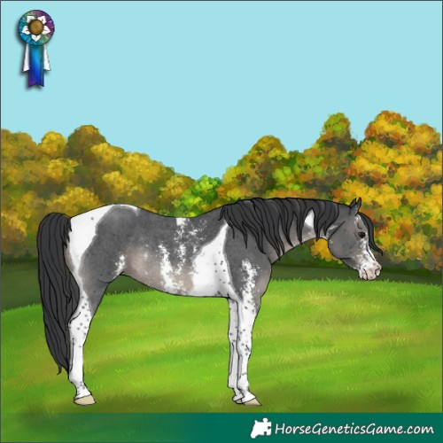 Horse Color:Black Sabino Tobiano Rabicano