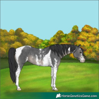 Horse Color:Black Sabino Tobiano Rabicano 