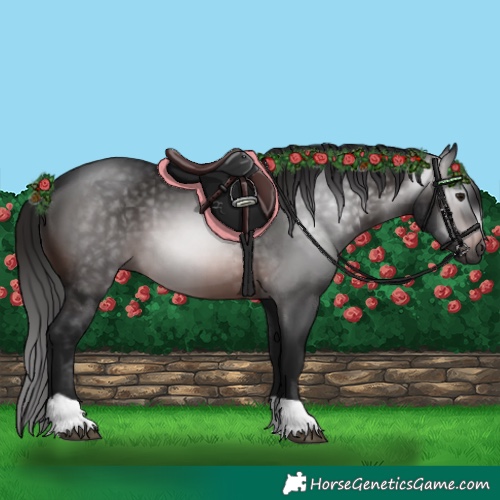 Horse Color:Gray Brown