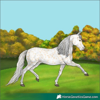Horse Color:Palomino Leopard  and Palomino Leopard 