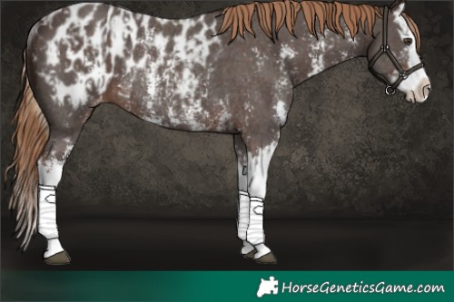 Horse Color:Liver Chestnut Sabino Splash Appaloosa and Liver Chestnut Sabino Splash Appaloosa Rabicano