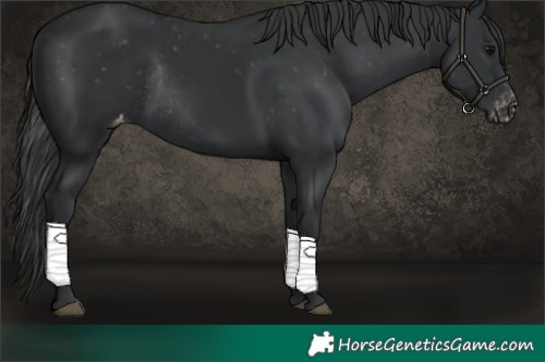 Horse Color:Black Appaloosa Rabicano 