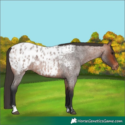 Horse Color:Bay Roan Appaloosa and Bay Roan Appaloosa
