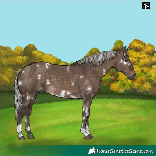 Horse Color:White Spotted Silver Brown Dun Tobiano 