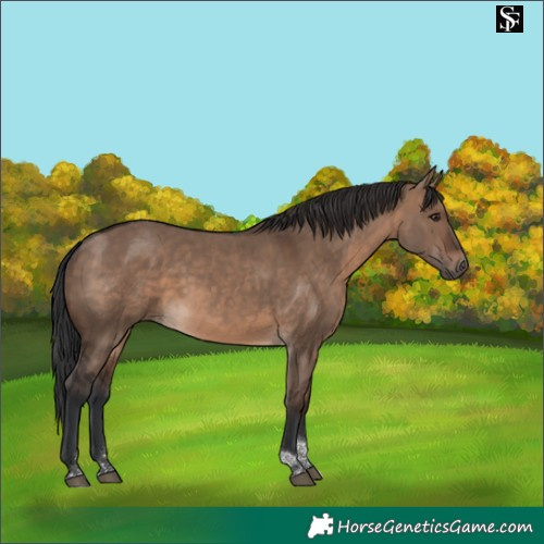 Horse Color:Brown Dun Tobiano 
