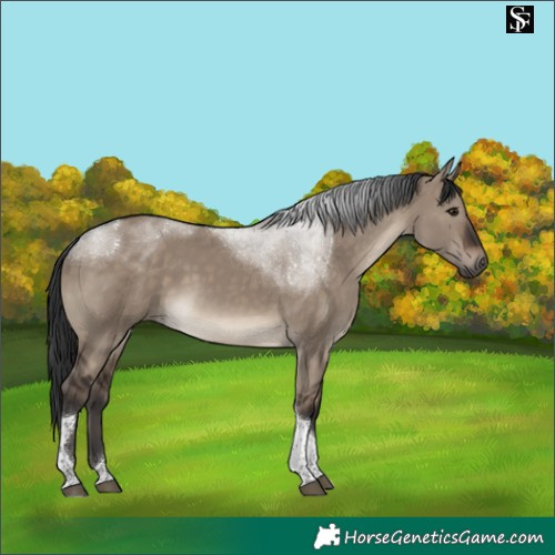 Horse Color:Brown Dun Tobiano 