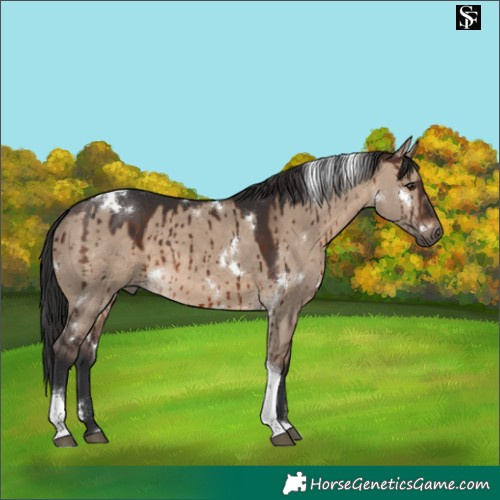 Horse Color:White Spotted Brown Dun Tobiano Brindle 