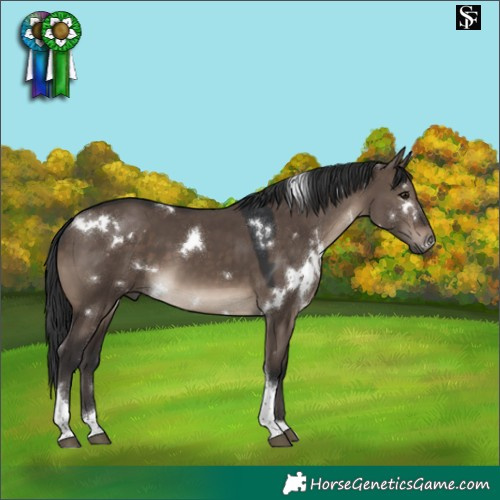 Horse Color:White Spotted Brown Dun Tobiano