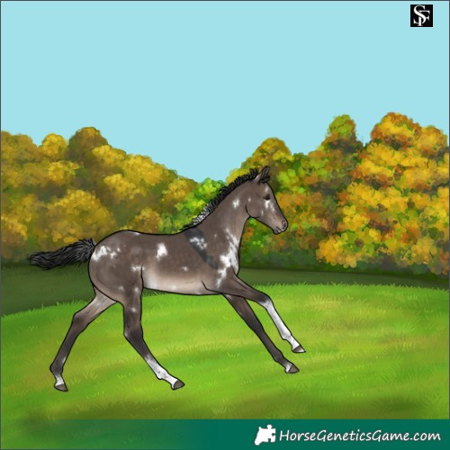Horse Color:White Spotted Brown Dun Tobiano 