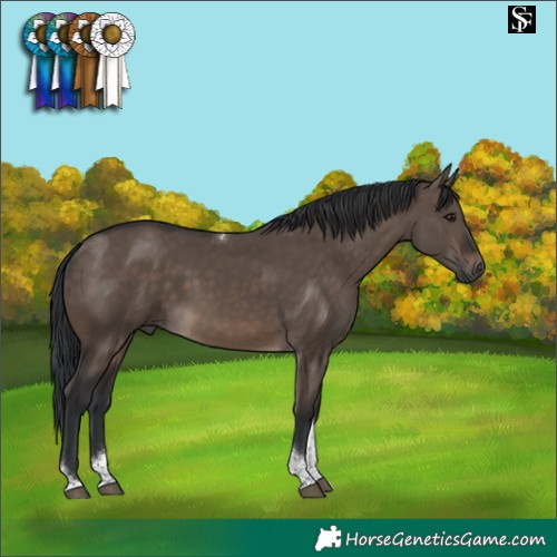 Horse Color:Brown Dun Tobiano